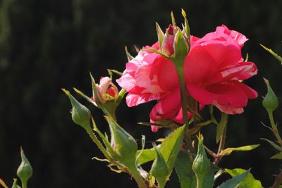 Close-up of pink flower