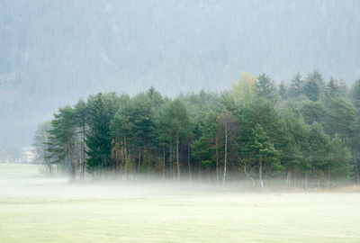 Trees in forest during rainy season