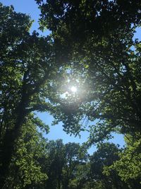 Low angle view of trees against sky