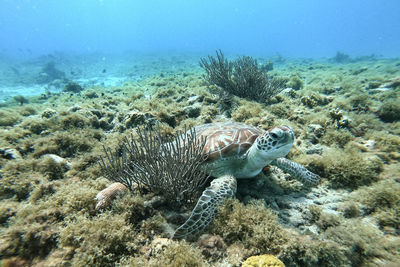 View of turtle swimming in sea