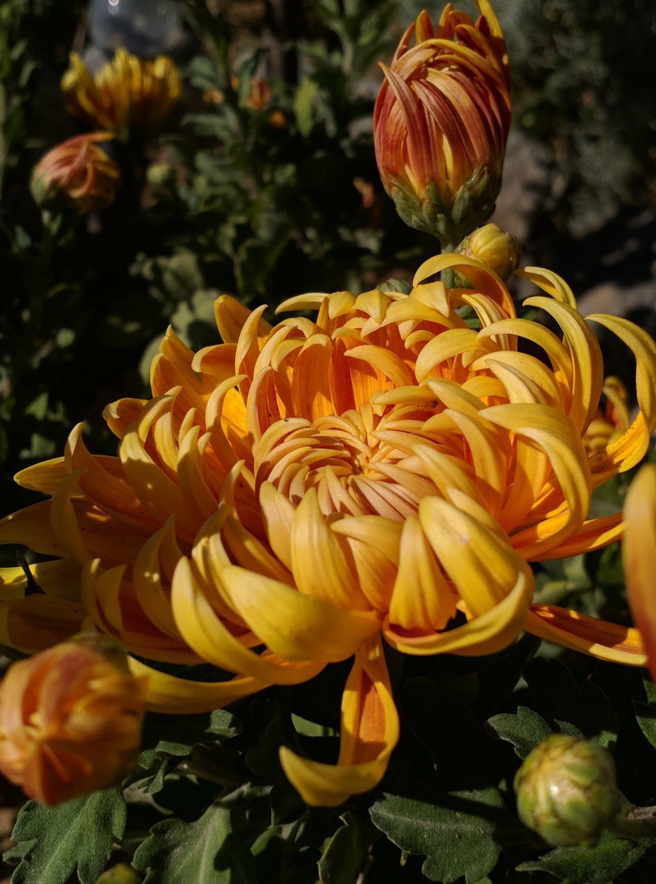 CLOSE-UP OF YELLOW ROSE FLOWERS