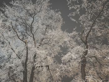 Bare trees against sky