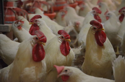 Close-up of white layer roosters