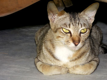 Close-up portrait of tabby cat