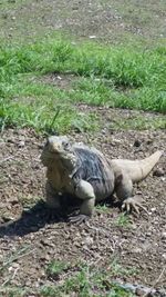 View of trees on field