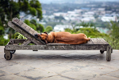 Dog sleeping on wooden lounge chair