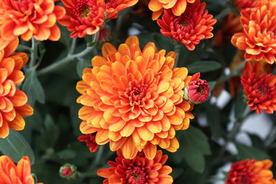 Close-up of orange marigold flowers