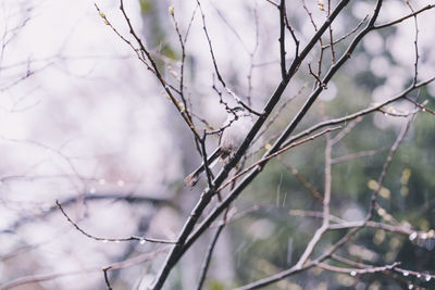 Close-up of bare tree branches during winter