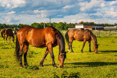 Horses grazing in a field