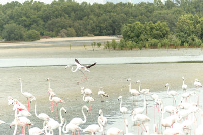 View of birds in lake