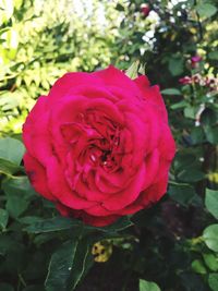 Close-up of flower blooming outdoors