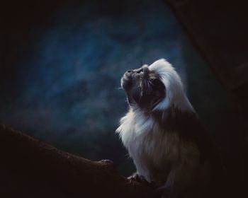 Close-up of monkey looking up at night