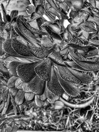 Close-up of wet plant