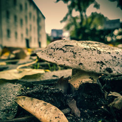 Close-up of mushroom growing on rock