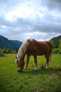 Horse grazing in a field