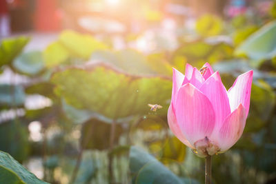 Close-up of pink lotus water lily in pond