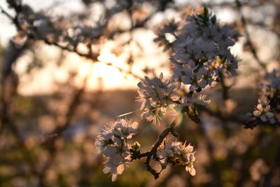 Close-up of cherry blossom