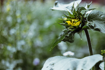 Close-up of yellow flowering plant