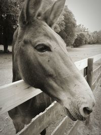 Close-up portrait of horse in stable