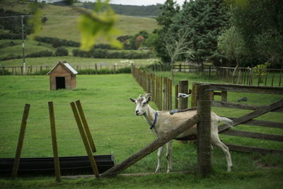 View of a fence on a field