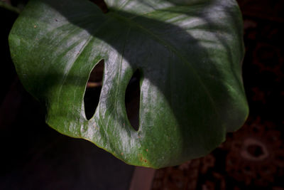 Close-up of green chili peppers on plant