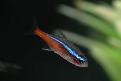 Close-up of fish swimming in water