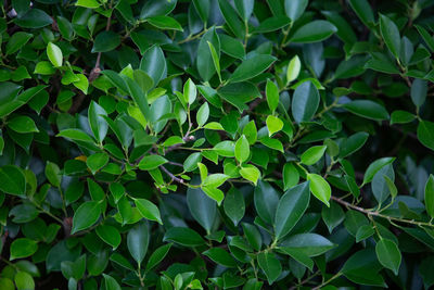 Full frame shot of fresh green leaves