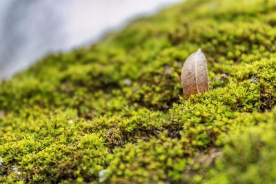 Close-up of mushroom growing on moss