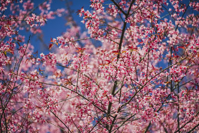 Low angle view of pink cherry blossoms in spring