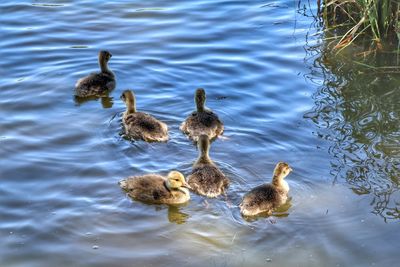 High angle view of ducks in lake