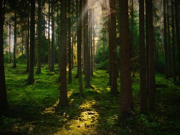 Trees in forest