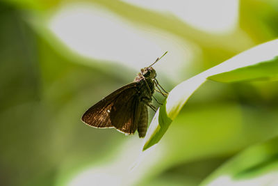 Close-up of butterfly pollinating flower