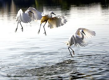 Gray heron flying over lake