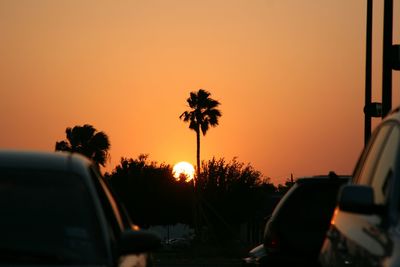 Palm trees at sunset