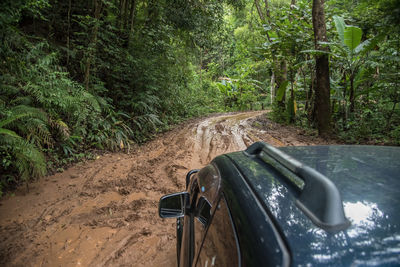 Dirt road amidst trees in forest