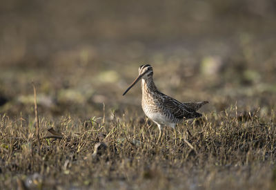 Bird perching on a field