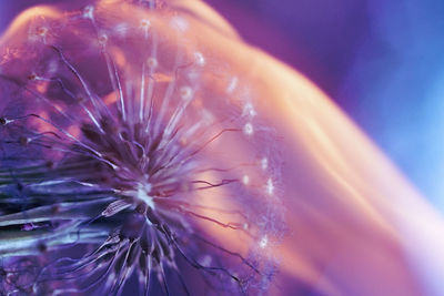 Close-up of jellyfish in sea