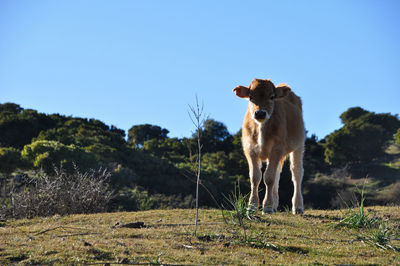 Calf standing in a field