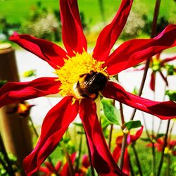 Close-up of insect on yellow flower