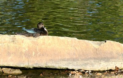 Close-up of bird perching on lake