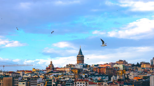 Low angle view of seagulls flying over buildings in city