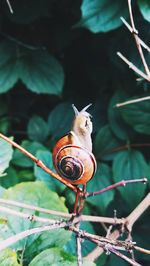 Close-up of bird perching on plant