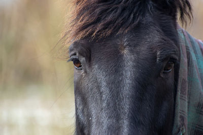 Close-up of a horse