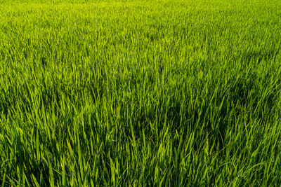 Full frame shot of rice paddy