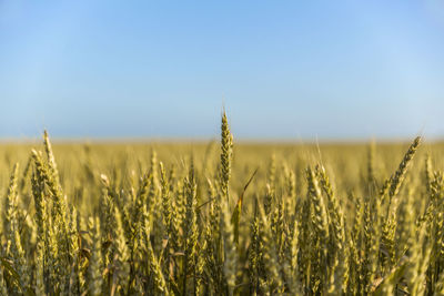 Crops growing on field against clear sky