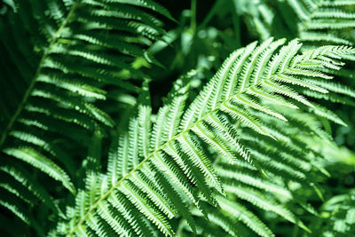 Fern leaves