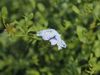 Close-up of white flowering plant