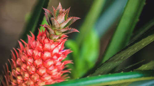Close-up of flower