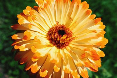 Close-up of a yellow flower