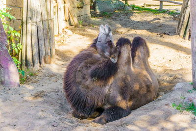 Monkeys sitting in a zoo